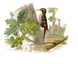 Natuurhistorische plaat: Zoologisch bord met dentirostrous zangvogels door Edouard Travies