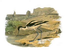 Natuurhistorische plaat: Zoölogische plaat die steltlopers met lange snavels toont door Edouard Travies