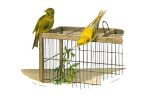 Natuurlijke Historie Plaat: Zoologische plaat met conirostrous zangvogels (kegelvormige snavel). De Canarische Eilanden. Plaat uit de negen delen over vogels in 