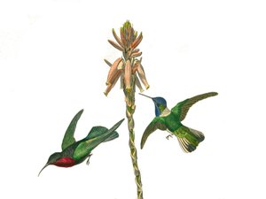 Natuurhistorische plaat: Zoologische plaat die kegelbekige zangvogels voorstelt. Granaathoningvogel en Jacobijnse vliegervogel. Plaat getekend uit de negen delen over vogels in 