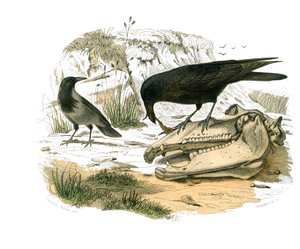 Natuurhistorisch bord: Zoologisch bord met conirostrische zangvogels (kegelvormige snavel). De raaf. Plaat uit de negen delen over vogels in 