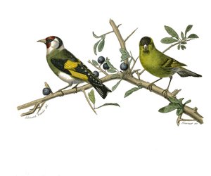 Natuurhistorisch bord: Zoologisch bord met conirostrous zangvogels