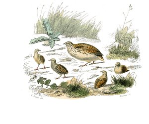 Natuurhistorische plaat: Zoologische plaat die hoenderachtigen voorstelt: kwartel. Plaat getekend uit de negen delen over vogels in 
