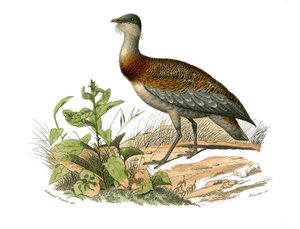 Natuurhistorische plaat: Zoologische plaat die steltlopers voorstelt: de trap. Plaat getekend uit de negen delen over vogels in 