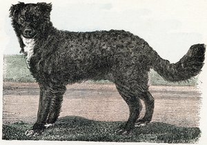 Newfoundland, Newfoundland - "Alphabet illustreert dieren" 19e eeuw (gravure) door Edouard Travies