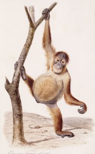 Orang-oetan, 1836 door Edouard Travies
