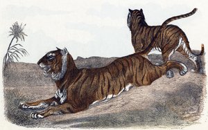 Tijgers - "Alphabet illustreert dieren" 19e eeuw (gravure)