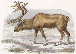 Xandarus - Alfabet illustreert dieren