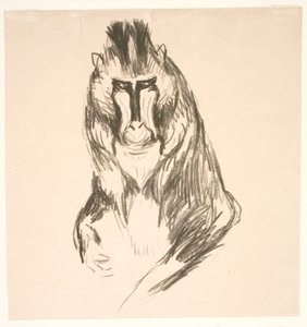 Gorilla (Mandril)
