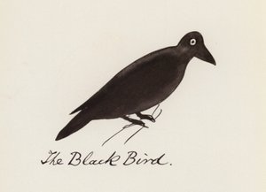 Edward Lear, Het Vogelboek: De zwarte vogel door Edward (after) Lear
