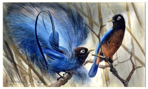 Blauwe paradijsvogel
