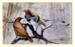 Koningsvogel van het Paradijs, 1909