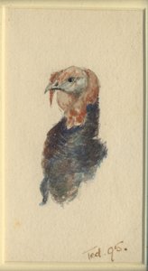 Studie van een kalkoen, 1895 door Edward Adrian Wilson