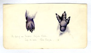 Twee studies van de voet van een keizerspinguïn kuiken door Edward Adrian Wilson