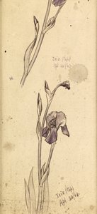 Iris, 1869 door Edward Burne Jones