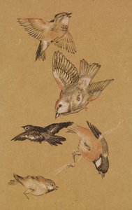 Liefde leidt de Pelgrim - Studie van Vogels: Vinken