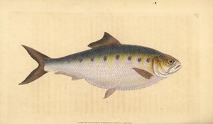 Elft, Alosa alosa (Elft, Clupea alosa). Handgekleurde koperplaat getekend en gegraveerd door Edward Donovan uit zijn Natural History of British Fishes, Donovan en F.C. en J. Rivington, Londen door Edward Donovan