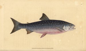 Arctische zalmforel, Salvelinus alpinus alpinus door Edward Donovan