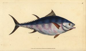 Atlantische blauwvintonijn, Thunnus thynnus (bedreigd). Tonijn, Scomber thynnus. Handgekleurde koperplaat getekend en gegraveerd door Edward Donovan uit zijn Natural History of British Fishes, Donovan en F.C. en J. Rivington, Londen