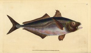 Atlantische horsmakreel, Trachurus trachurus (Horsmakreel, Scomber trachurus). Handgekleurde kopergravure getekend en gegraveerd door Edward Donovan uit zijn Natural History of British Fishes, Donovan en F.C. en J. Rivington, Londen
