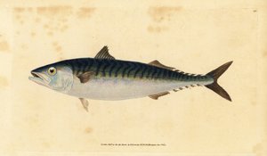 Atlantische makreel, Scomber scombrus
