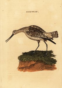 Rosse grutto, Limosa lapponica door Edward Donovan