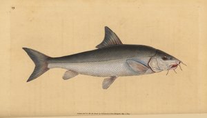 Barbeel, bebaarde barbeel (Cyprinus bebaarde). Handgekleurde koperplaat getekend en gegraveerd door Edward Donovan uit zijn Natural History of British Fishes, Donovan en F.C. en J. Rivington, Londen