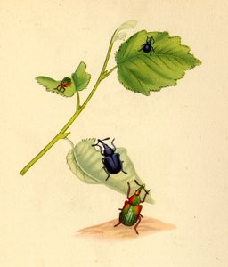 Berkenkevers: Curculio betulae, 1794 door Edward Donovan