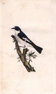 Zwartkopvliegenvanger. Ficedula hypoleuca (Muscicapa atricapilla). Kopergravure door Edward Donovan (1768-1837), gepubliceerd in Histoire naturelle des oiseaux britanniques, Londen