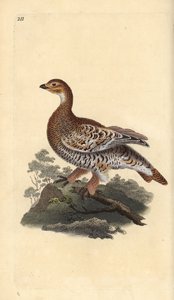 Korhoen, Tetrao tetrix