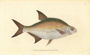Brasem, Abramis brama (Cyprinus brama). Handgekleurde kopergravure getekend en gegraveerd door Edward Donovan uit zijn Natural History of British Fishes, Donovan en F.C. en J. Rivington, Londen