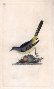 Grote gele kwikstaart, Motacilla cinerea