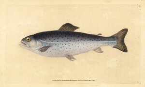 Bruine forel, Salmo trutta (Sewen, Salmo cambricus). Handgekleurde koperplaat getekend en gegraveerd door Edward Donovan uit zijn Natural History of British Fishes, Donovan en F.C. en J. Rivington, Londen