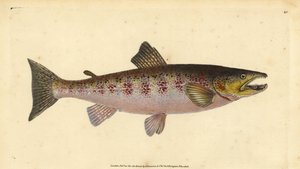 Beekforel, Salmo trutta fario