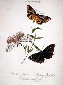 Vlinders: Phalaena Figura; Phalaena Strigata en Phalaena Hieroglyphica, uitgegeven door de kunstenaar