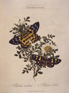 Vlinders: Phalaena Militaris, Phalaena Lectrix, uitgegeven door de kunstenaar door Edward Donovan