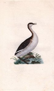 Dodaars, Tachybaptus ruficollis door Edward Donovan