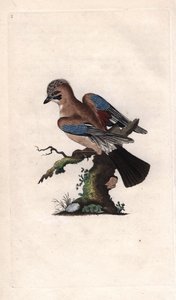 Gaai. Garrulus glandarius. Kopergravure door Edward Donovan (1768-1837), gepubliceerd in Histoire naturelle des oiseaux britanniques, Londen door Edward Donovan
