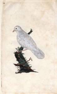 Chenes gaai. Garrulus glandarius. Kopergravure door Edward Donovan (1768-1837), gepubliceerd in Histoire naturelle des oiseaux britanniques, Londen