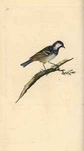 Zwarte mees, Periparus ater. Handgekleurde koperplaat getekend en gegraveerd door Edward Donovan uit zijn eigen Natural History of British Birds, Londen