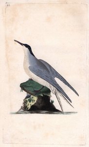 Visdief, Sterna hirundo door Edward Donovan