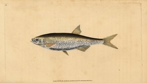 Alver, Alburnus alburnus (Cyprinus alburnus). Handgekleurde kopergravure getekend en gegraveerd door Edward Donovan uit zijn Natural History of British Fishes, Donovan en F.C. en J. Rivington, Londen