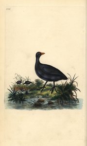 Meerkoet, Fulica atra