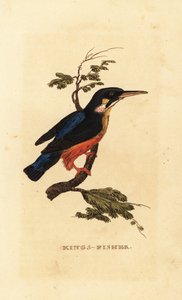IJsvogel, Alcedo atthis door Edward Donovan
