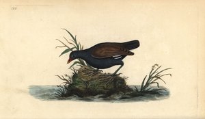Waterhoen, Gallinula chloropus