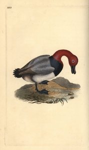 Tafeleend of roodkopwigeon, Aythra ferina (mannetje). Handgekleurde koperplaat getekend en gegraveerd door Edward Donovan uit zijn eigen Natural History of British Birds, Londen