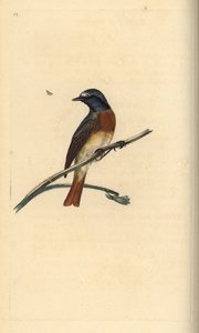 Gekraagde roodstaart, Phoenicurus phoenicurus. Handgekleurde koperplaat getekend en gegraveerd door Edward Donovan uit zijn eigen Natural History of British Birds, Londen door Edward Donovan