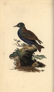Spreeuw, Sturnus vulgaris. Handgekleurde kopergravure getekend en gegraveerd door Edward Donovan uit zijn eigen 
