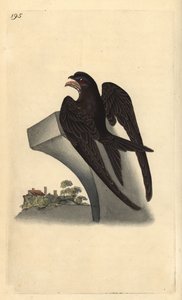 Gierzwaluw, Apus apus door Edward Donovan