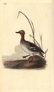 Wintertaling, Anas crecca, mannelijk door Edward Donovan